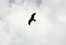 Psykose er et udtryk for traumer i den tidlige barndom