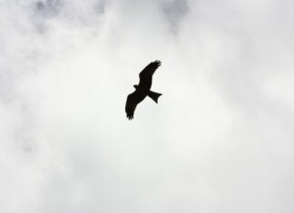 Psykose er et udtryk for traumer i den tidlige barndom