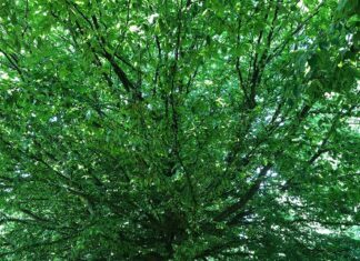 ”Det er din egen skyld”