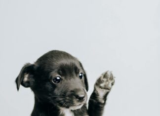 Ikke farvel, men på gensyn