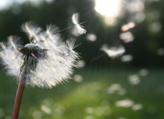 Nye rammer for behandling af voksne med psykofarmaka
